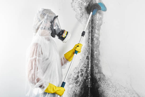 Best Mold Odor Removal Services  in Gosport, IN