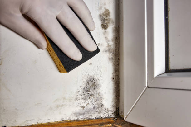 Best Mold Removal for HVAC Installations  in Gosport, IN