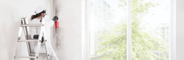 Trusted Gosport, IN Mold Removal Experts